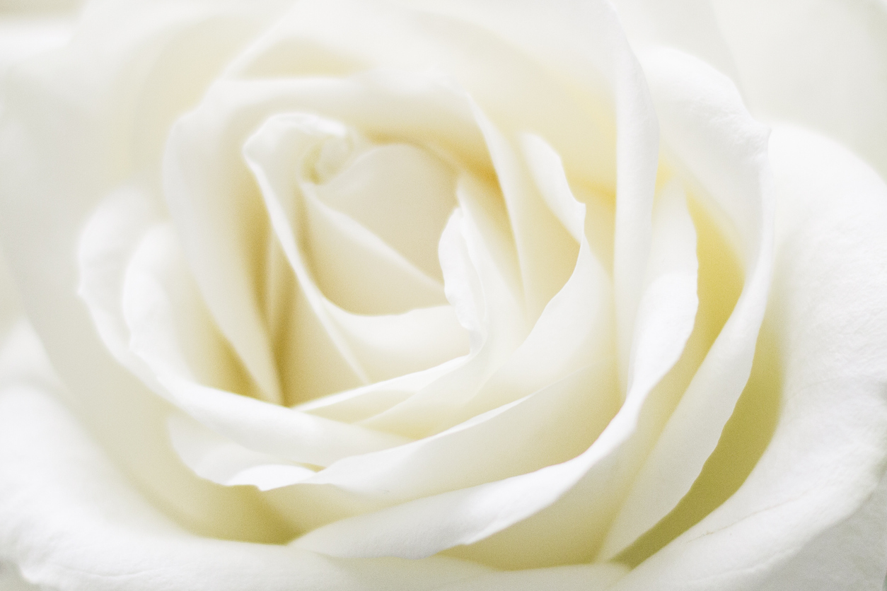 Close-up of white rose petals