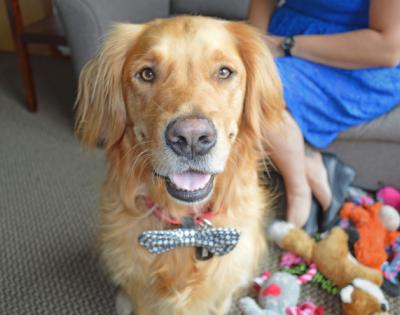 Dr. Spencer Reid the Dog with a Bowtie