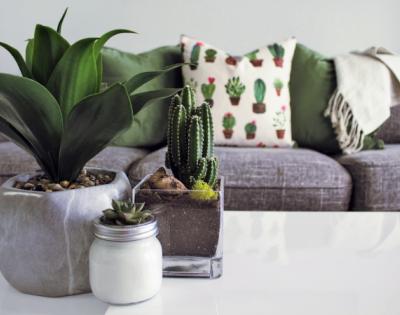 three plants sitting on a coffee table in front of a comfy couch with blankets and a pillow with cacti on it