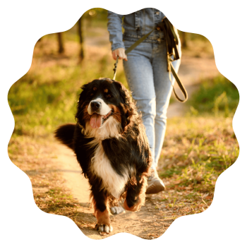 Woman walking a medium-large black, orange, and white dog outdoors