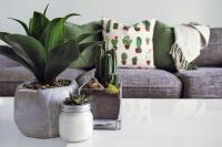 three plants sitting on a coffee table in front of a comfy couch with blankets and a pillow with cacti on it